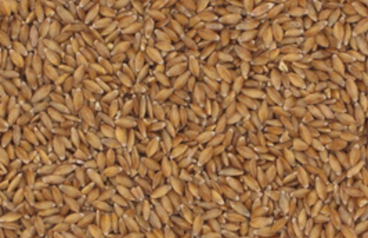 Einkorn Bio
