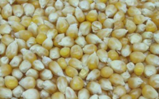 Bio Popcornmeis