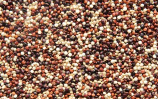 Quinoa Tricolore Bio